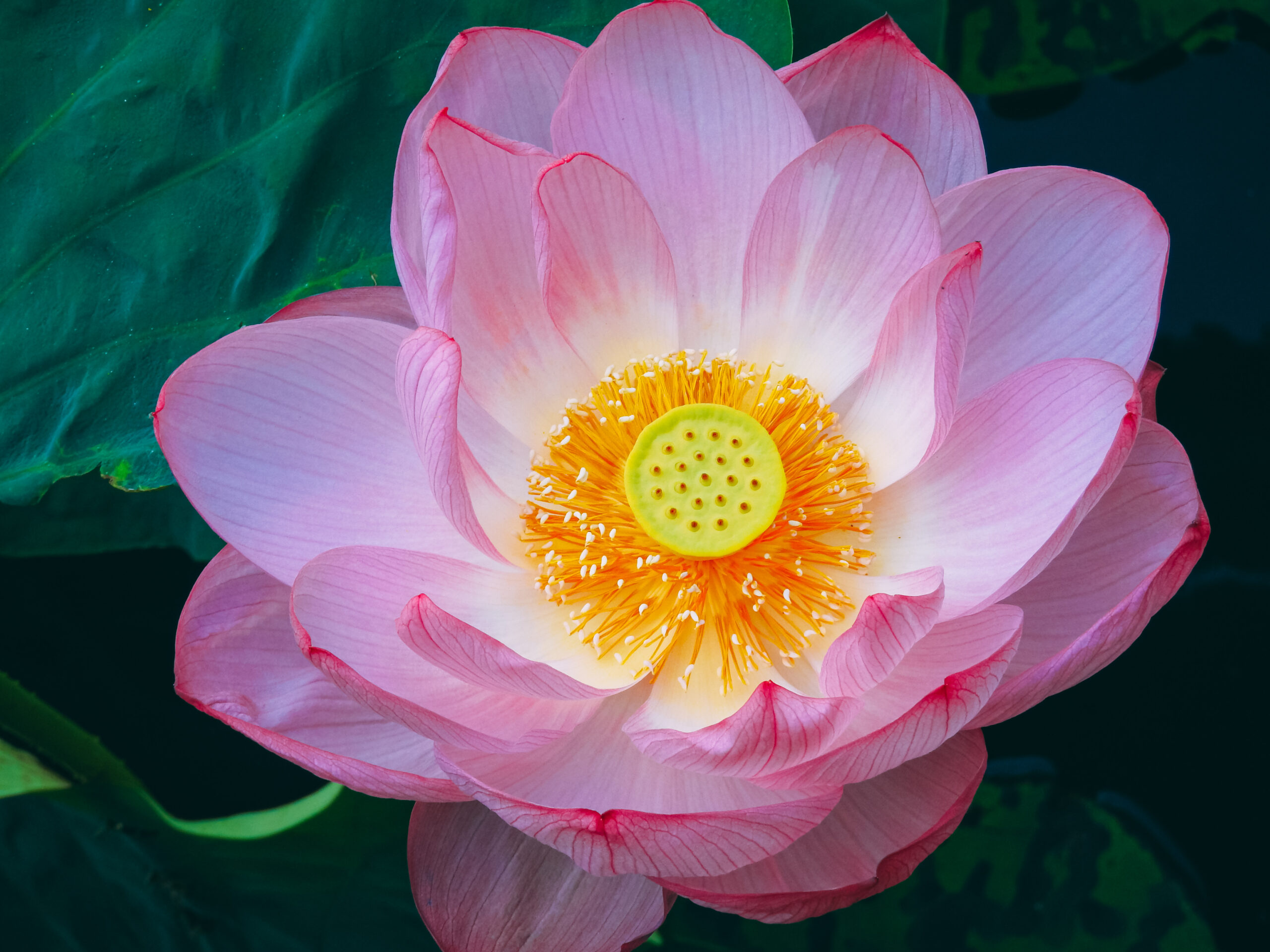 相続考2－戸籍の読み方の基本