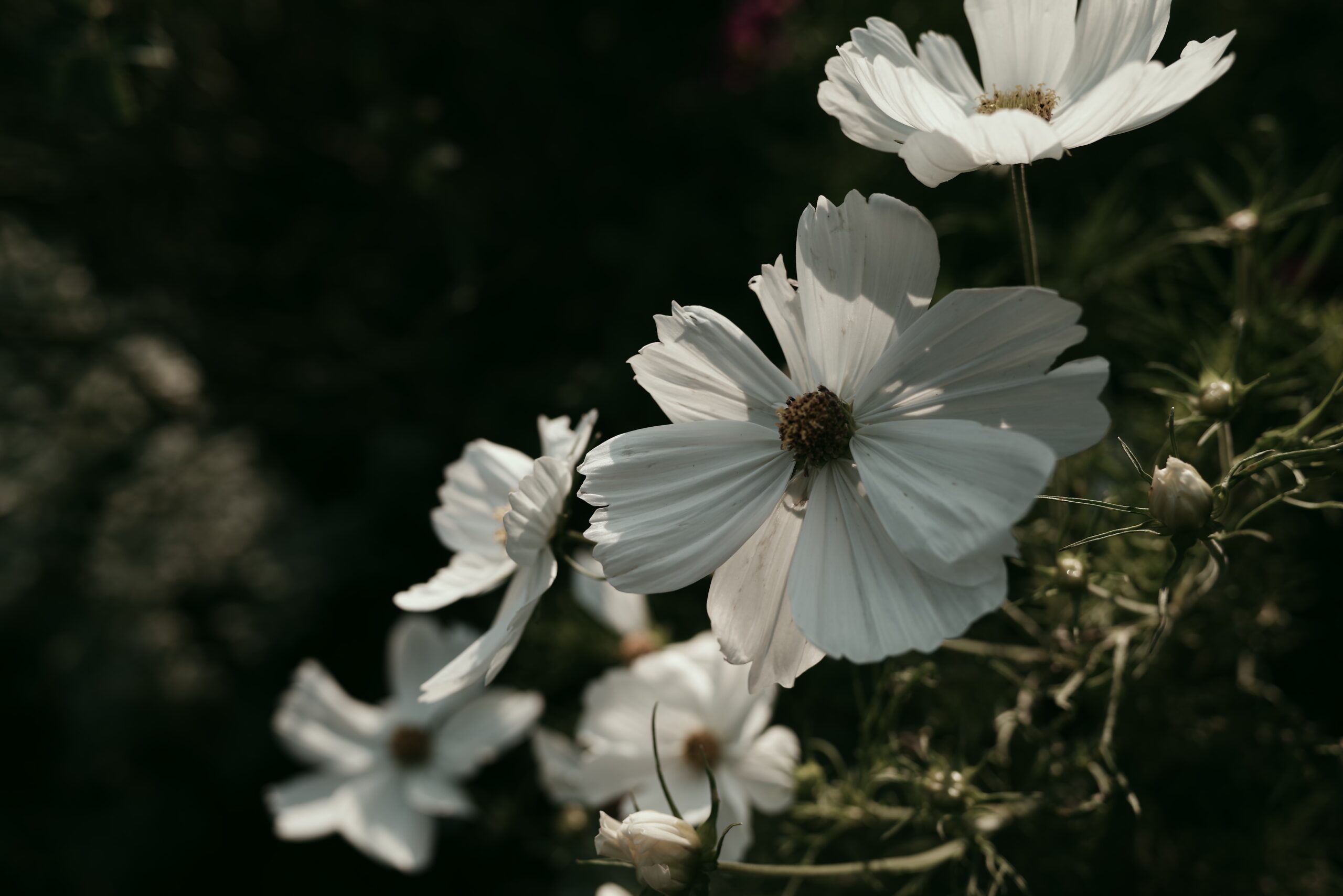 相続考３－法定相続情報証明制度とは？