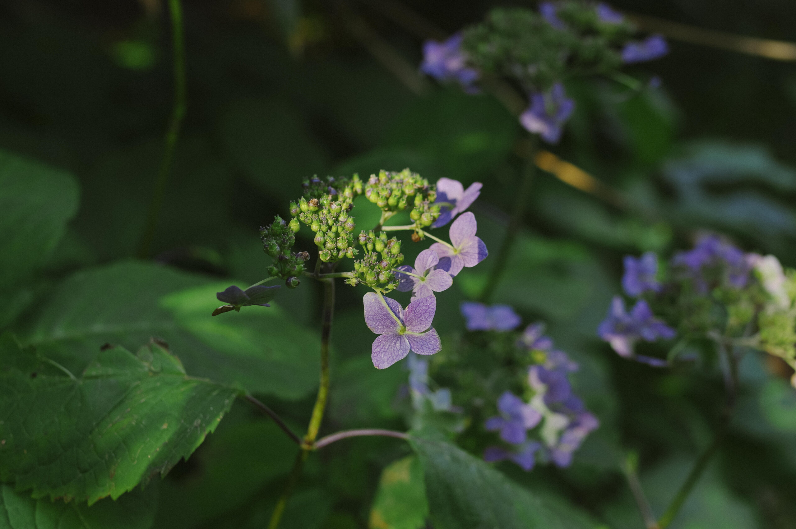 改葬と墓じまいー相続考４