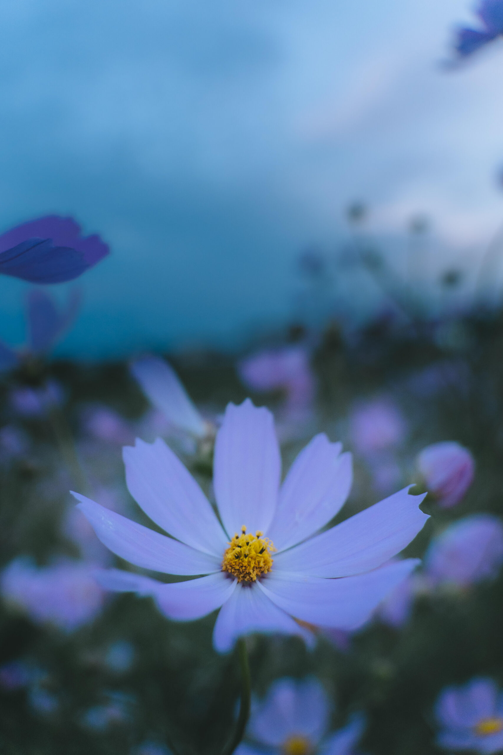 戸籍証明書の広域交付についてー相続考５