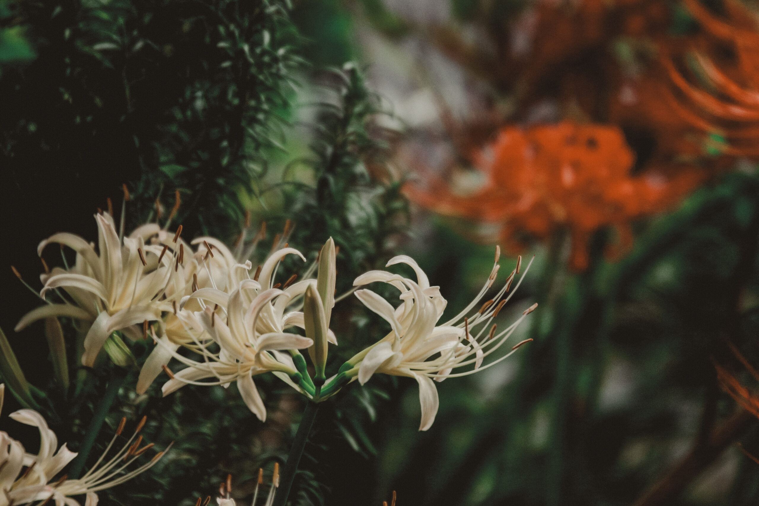 市街化調整区域と開発行為について―相続考　番外編